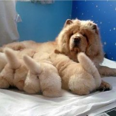Собаки которые гордятся своим потомством