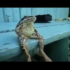 Стерпится - слюбится
