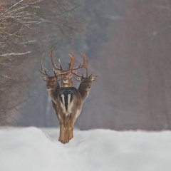Трёхглавый олень