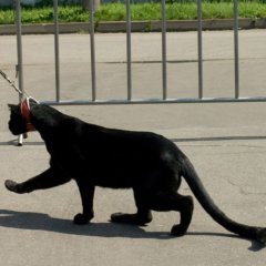 Всего лишь кошка