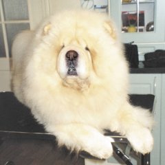 Белоснежный мишка с синим языком