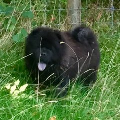 Black Chow Chow Bitch Available