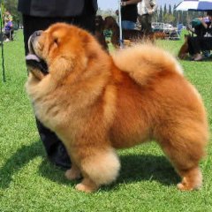 Chow-chow Dog