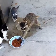 Енот ворует