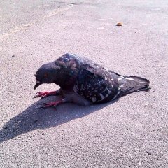 Голубь приуныл