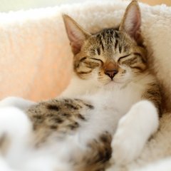 Каеф