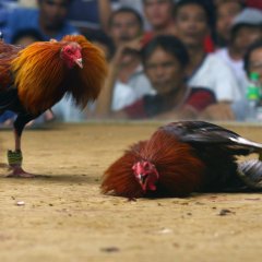 ККРО