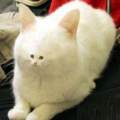 Коська