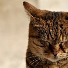 Кот-меланхолик