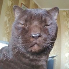 Кот