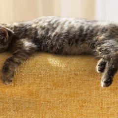 КотейКо представляет