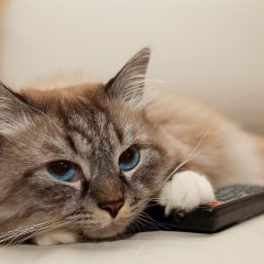 Котейко