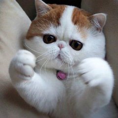 Котишка