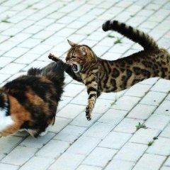 Коты