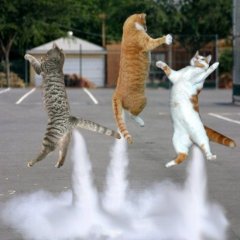 Коты