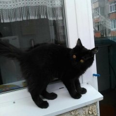 Котян