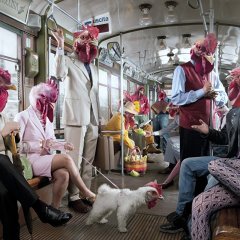Куроголовые