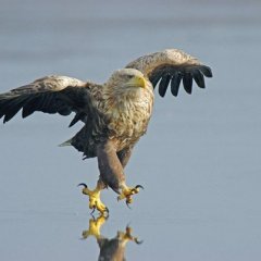 Орел Аладона