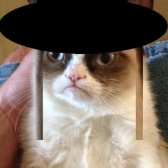 Сионский кот