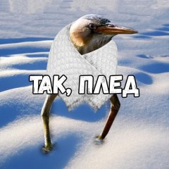 ТАК ПЛЕД