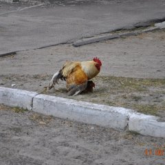 Впвр