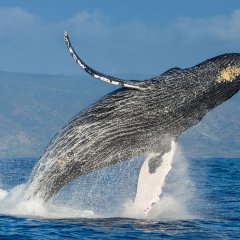 Whale