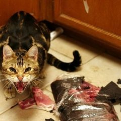 Злая киса