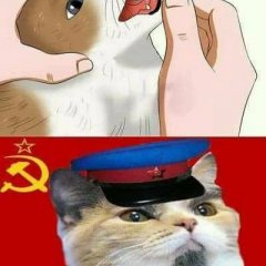 Комми кот