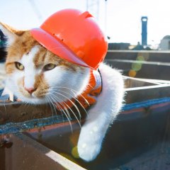 Кот мостик