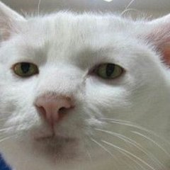 Кот