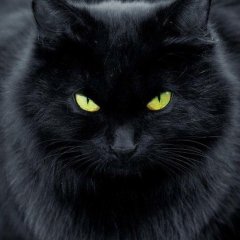 Кот