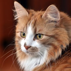 Котик