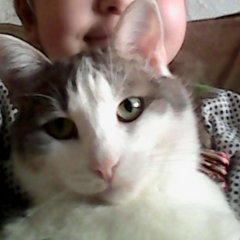 Котик