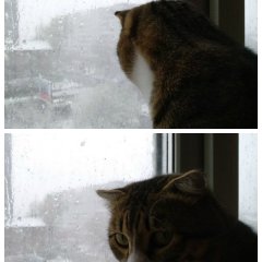 Красноярский Кот