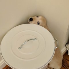 Собака в собачьем приюте