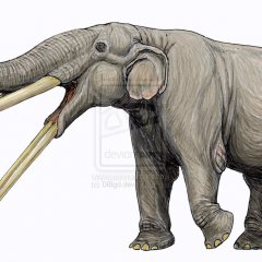 Stegotetrabelodonus anusnus