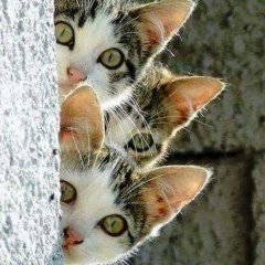 Три кота