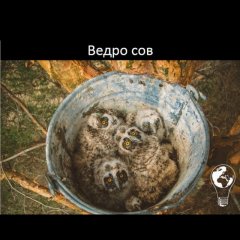Ведро сов
