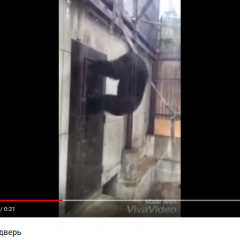Ебобо