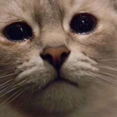 Кот