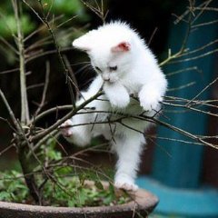Кот
