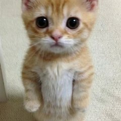 Кот