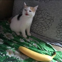 Лето