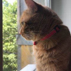 Печальный кот