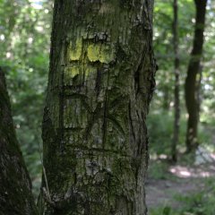 СУК ЁЖ ИЛИ СВАСТИКА