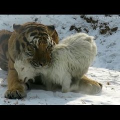 Тигр с козленком