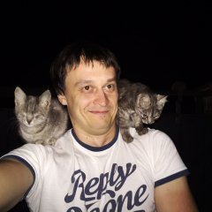 Все суета кроме кота