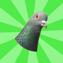 Advice Pigeon