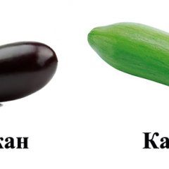 Баклажан и Кабачок