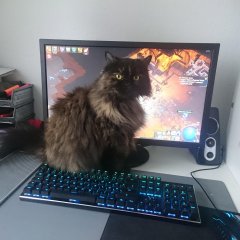 Котэ